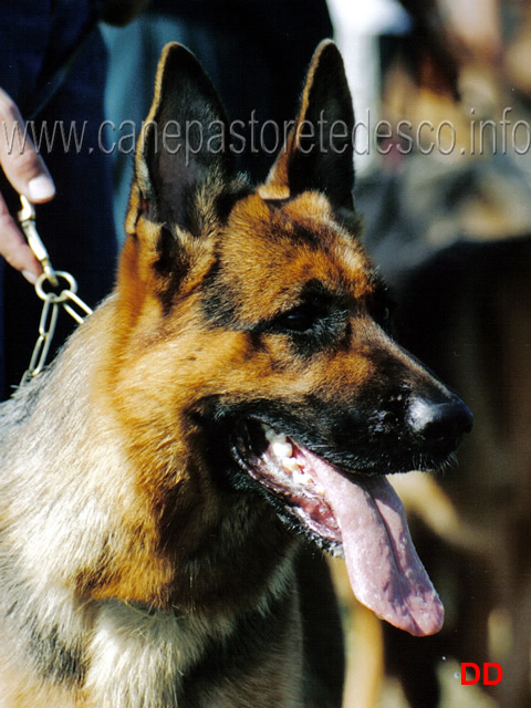 raissa-degli-arvali-siegerin-2002.jpg - Lavoro femmine Siegerin  Raissa degli Arvali (Pasha Jahnhohe-Keika Noriswand)