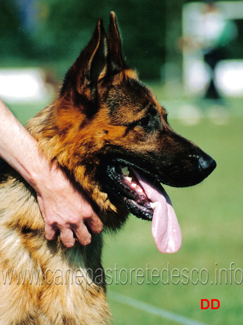 rocky-burgmuhle.jpg - Giovani maschi 1 MB Rocky Burgmuhle (Dux della Valcuvia-Palme Burgmuhle)
