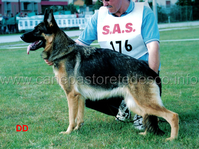 v5-zampa-friedenspark.jpg - Lavoro femmine 5 Eccellente Zampa Friedenspark (Timo Berrekasten-Olivia Friedenspark)