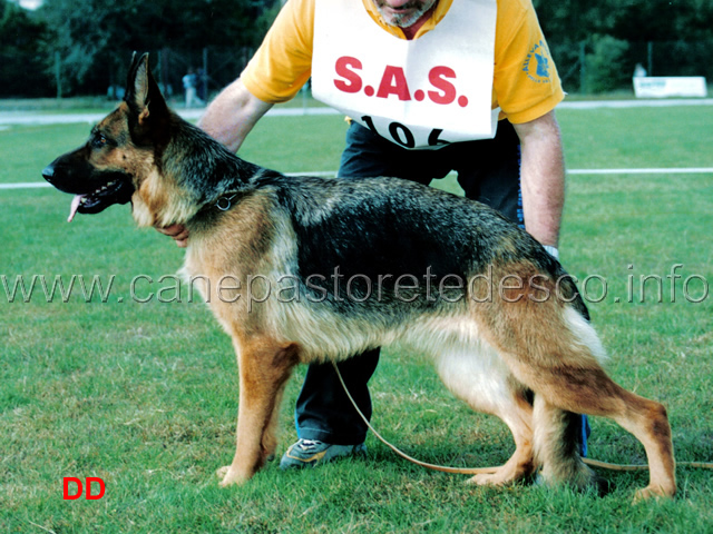 v7-asia-della-valle-dei-rovi.jpg - Lavoro femmine 7  Eccellente Asia della Valle dei Rovi (Zello Steinhagerquelle-Pupa della Valle dei Rovi)