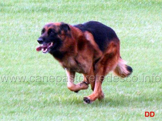 paer-hasenborn-05.jpg - Paer Hasenborn (4-4) Sieger 