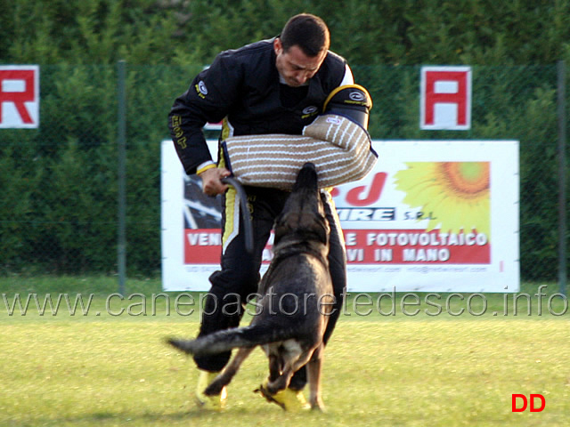 aza-silvania-chov-12.jpg - Aza Silvania Chov (C punti 85)