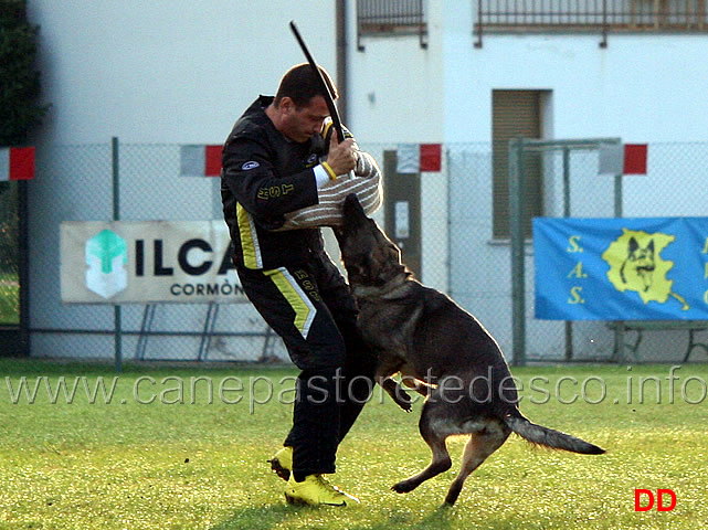 aza-silvania-chov-13.jpg - Aza Silvania Chov (C punti 85)