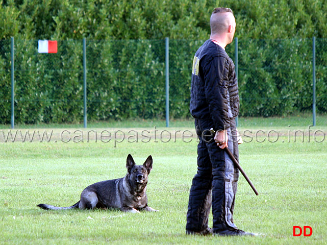 aza-silvania-chov.jpg - Aza Silvania Chov (C punti 85)