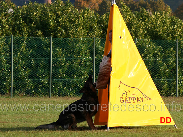 fox-03.jpg - Fox (C punti 79)