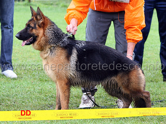 luna-hohenloher-berger-condotta-da-rosario-carrubba-1-classificata-cucciolone-femmine.jpg - Luna Hohenloher Berger condotta da Rosario Carrubba 1 classificata Cucciolone femmine