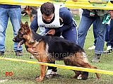 giada-di-casa-vizzato-condotta-da-flaviano-messina-3-classificata-juniores-femmine