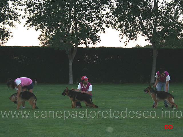 046.jpg - A lezione. Come si presentano i cani