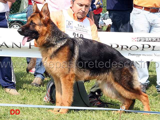 060.jpg - Classe Cuccioloni maschi 1 MB Bax di Casa Beggiato