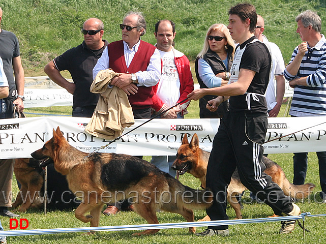 081.jpg - Classe Giovanissime femmine Puma Ulmental e Fenia Antuba Sannita