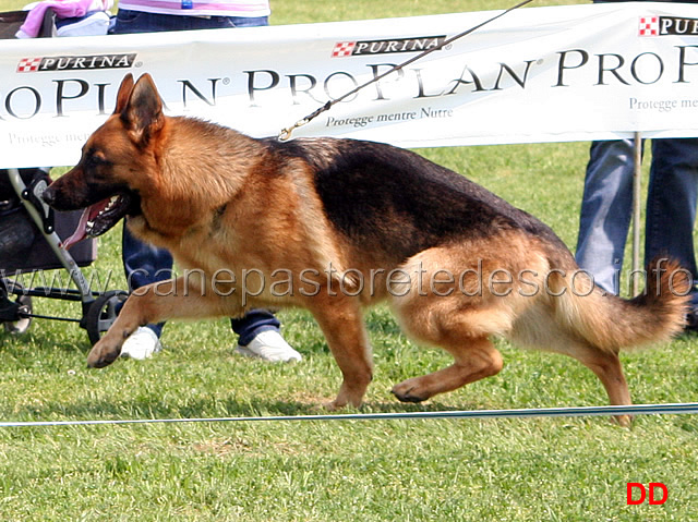 129.jpg - Classe Giovanissimi maschi Jork di Zenevredo