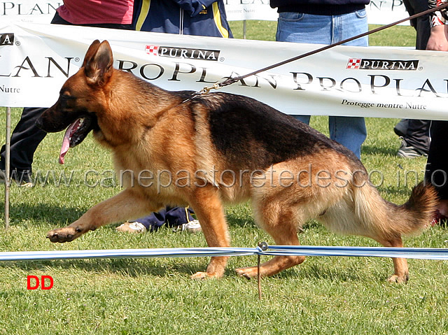 134.jpg - Classe Giovanissimi maschi Jork di Zenevredo