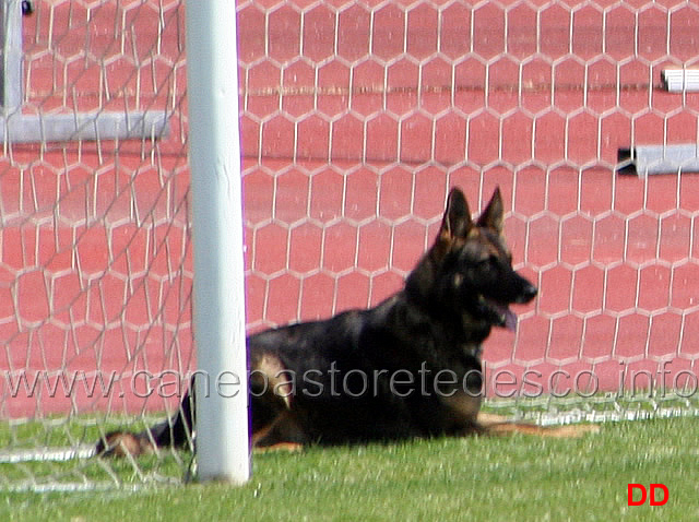 011.jpg - Vito della Decima Mas  B 75 punti IPO3