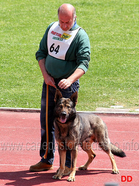 014.jpg - Brunello Palagi con Axel della Decima Mas B punti 73  IPO3