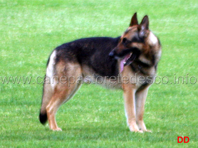 173.jpg - Aiko IPO2 B 78 (quinto classificato)