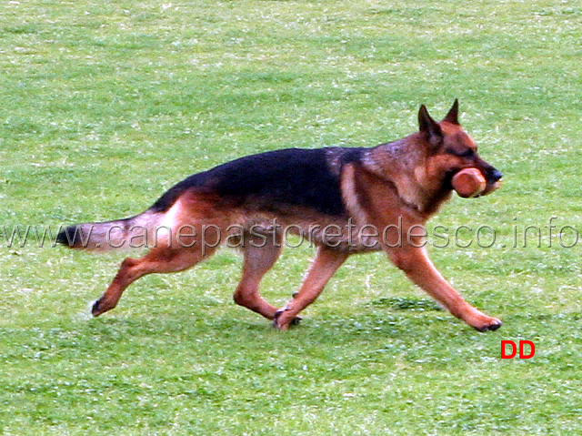243.jpg - Omer (detto Rocky) IPO2 B punti 60