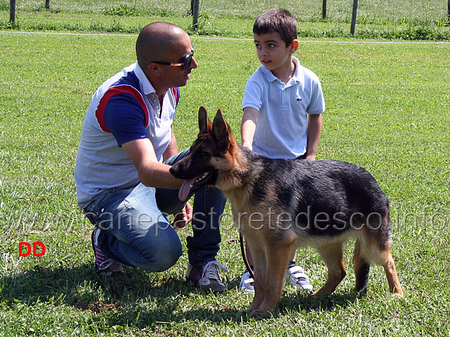 prova-pratica-ciascun-ragazzo-prova-a-piazzare-il-cane-14.jpg - Prova pratica: ciascun ragazzo prova a piazzare il cane