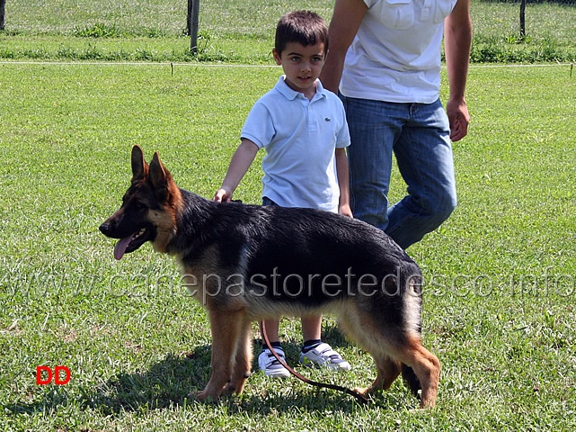 prova-pratica-ciascun-ragazzo-prova-a-piazzare-il-cane-17.jpg - Prova pratica: ciascun ragazzo prova a piazzare il cane