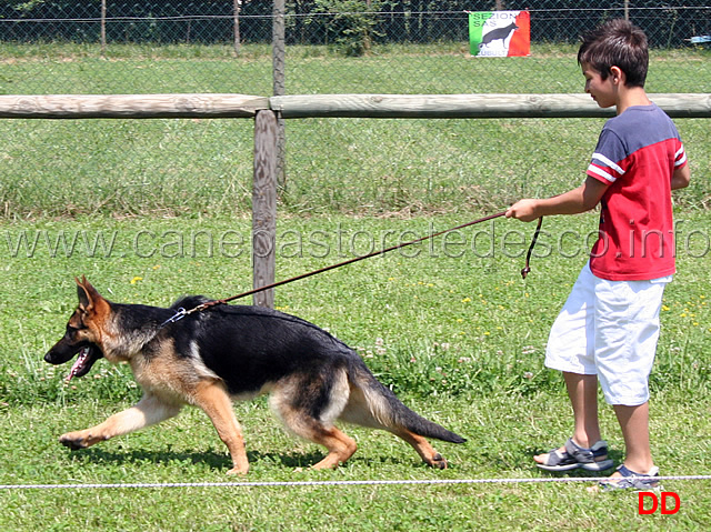 prove-di-conduzione-in-ring.jpg - Prove di conduzione in ring