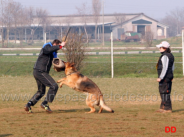 035.jpg - Anna Zampieri con Bloom (IPO2 fase C: 77 punti) 2 classificata (tot. 245 B)