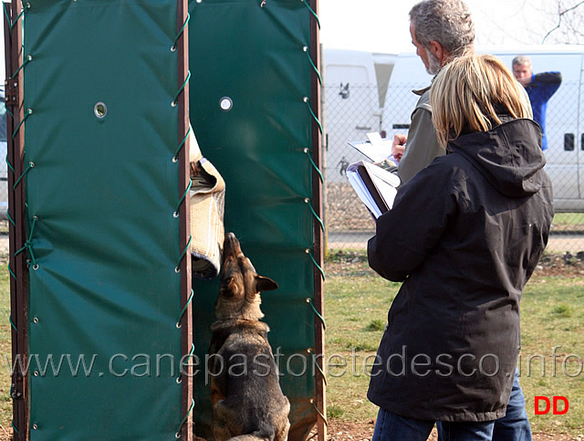 137.jpg - IPO3 Hex v.d.Donauvorstadt conduttrice Barbara Khuen fase C 91 punti 3 classificata