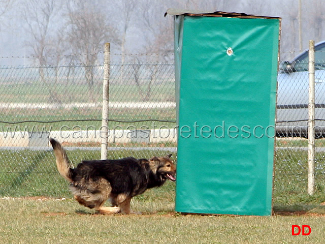 166.jpg - IPO3 Beautyfullgrey conduttore Luciano Amistani fase C punti 84 (tot.250 punti)
