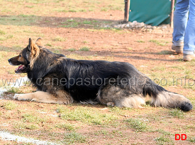 175.jpg - IPO3 Beautyfullgrey conduttore Luciano Amistani fase C punti 84 (tot.250 punti)