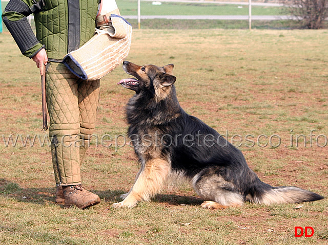 177.jpg - IPO3 Beautyfullgrey conduttore Luciano Amistani fase C punti 84 (tot.250 punti)