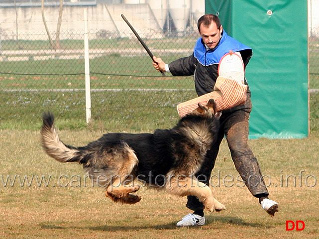 183.jpg - IPO3 Beautyfullgrey conduttore Luciano Amistani fase C punti 84 (tot.250 punti)