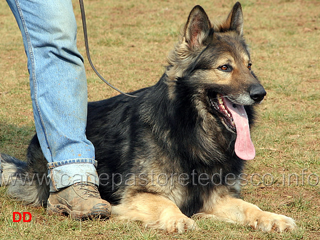 187.jpg - IPO3 Beautyfullgrey conduttore Luciano Amistani fase C punti 84 (tot.250 punti)