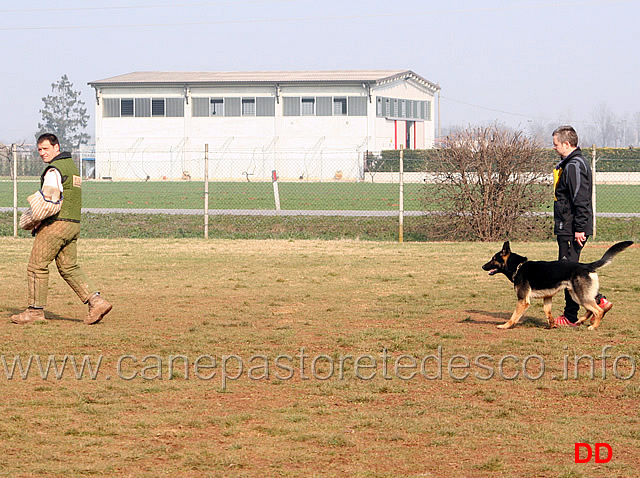 221.jpg - IPO3 Zorro v.Körbeltal conduttore Florian Gaiser fase C 91 punti (tot.267)