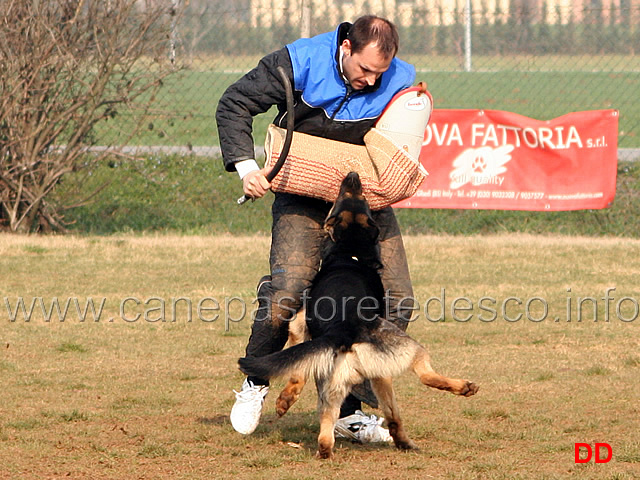 226.jpg - IPO3 Zorro v.Körbeltal conduttore Florian Gaiser fase C 91 punti (tot.267)
