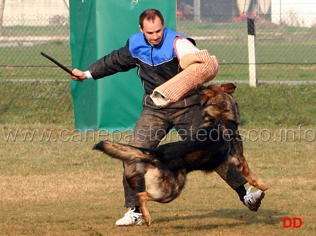 267.jpg - IPO3 Orry conduttore Giorgio Manuelli fase C 87 punti (tot.269 B). Troppo veloce....!!!!