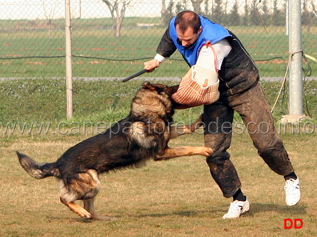 269.jpg - IPO3 Orry conduttore Giorgio Manuelli fase C 87 punti (tot.269 B). Preso!