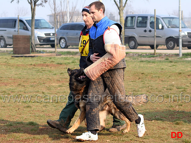 274.jpg - IPO3 Orry conduttore Giorgio Manuelli fase C 87 punti (tot.269 B). Chi ha detto che i cani da lavoro non trottano?