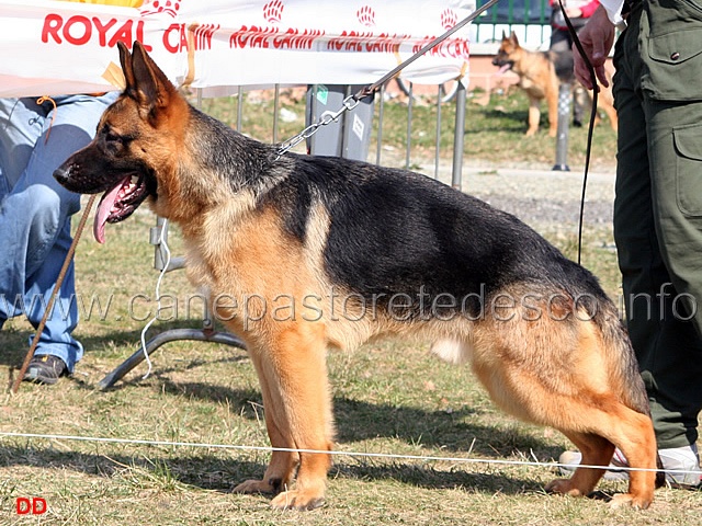 039.jpg - Cuccioloni maschi 1 Fumo di Casa Beggiato