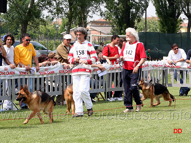 011.jpg - Classe giovanissime femmine:Nala di Casa Schwarz e Fenny dell'Ambra Selvaggia