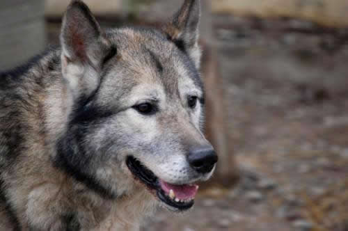 incrocio-pastore-tedesco-alaskan-malamute