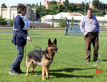 michele pianelli con brando dei lupi invicti