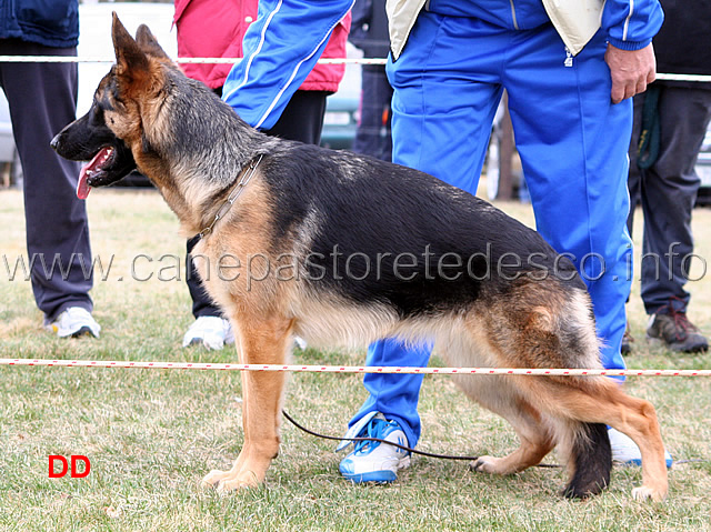 011.jpg - Cucciolone femmine 2 Zoe dell'Alpe Adria