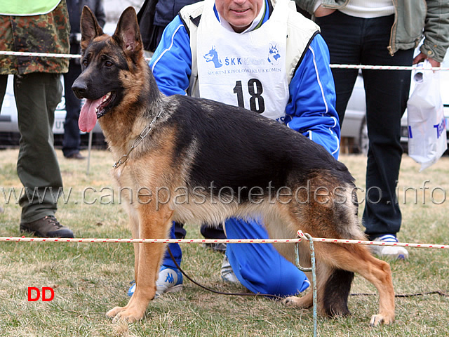 012.jpg - Cucciolone femmine 2 Zoe dell'Alpe Adria