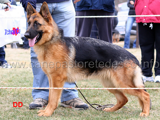 013.jpg - Cucciolone femmine 3 Romina Crveni Mayestoso