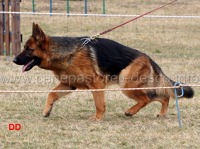 018.jpg - Giovanissime femmine 1 Beta Hojsova