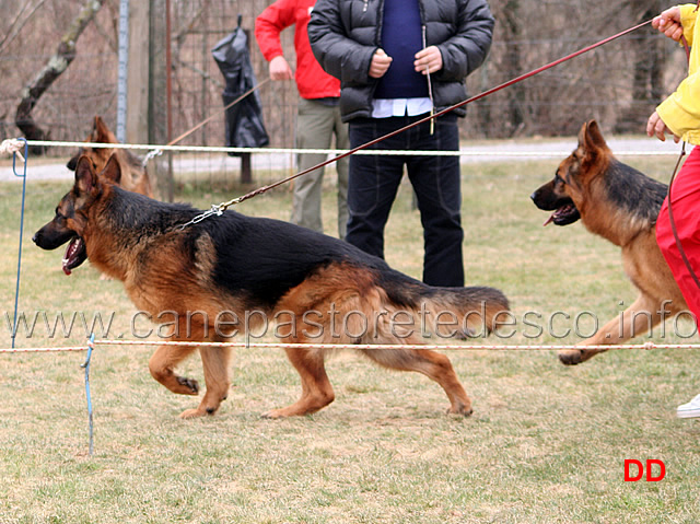 026.jpg - Giovanissimi maschi partenza: Barack Dogshof e Zeus del Catone