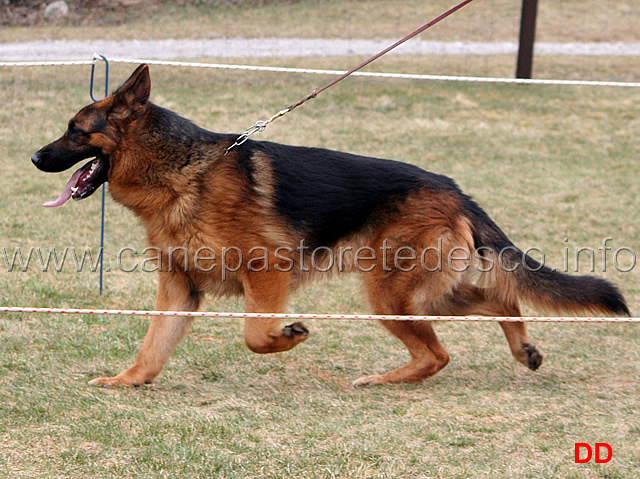 043.jpg - Giovanissimi maschi 2 Barack Dogshof