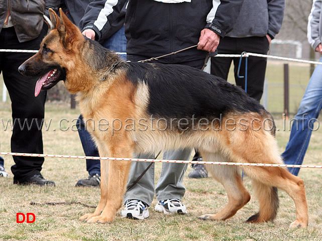 052.jpg - Giovanissimi maschi 5 Rokky od  Žeska