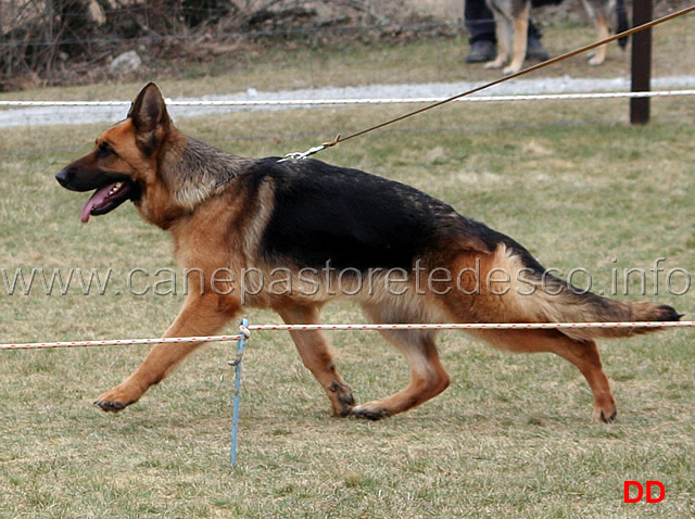 057.jpg - Giovani femmine 3 Rita di Ca' Venier