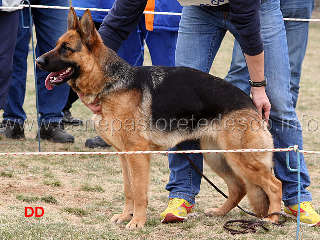 070.jpg - Giovani femmine 5 Cora aus Carniae