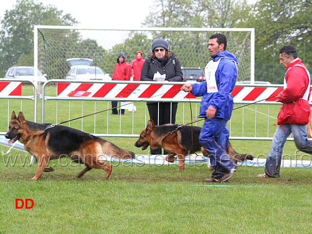 218_.jpg - Classe Lavoro maschi Pongo della Valle del Lujo 7 Ecc e Don 9  Ecc