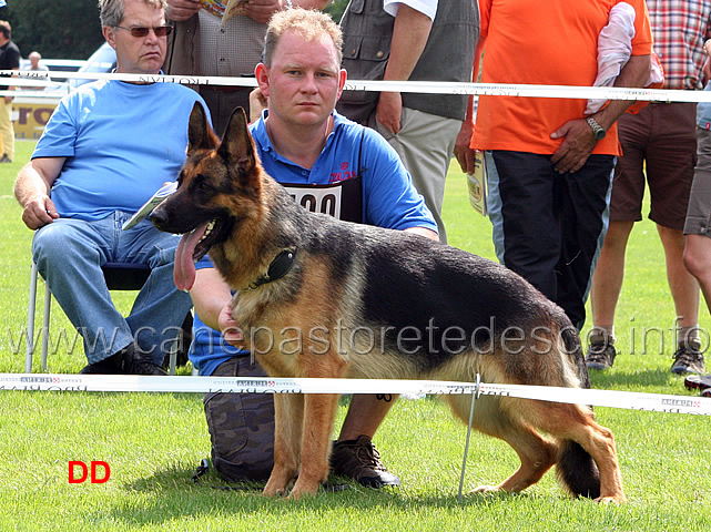 alischa-vom-kieslicher-hof-sg8-jkl-h.jpg - Giovanissime femmine (JKL H): Alischa vom Kieslicher Hof SG8